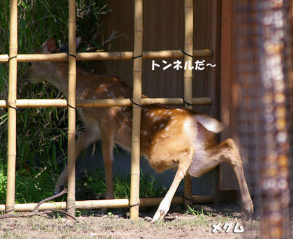 トンネル