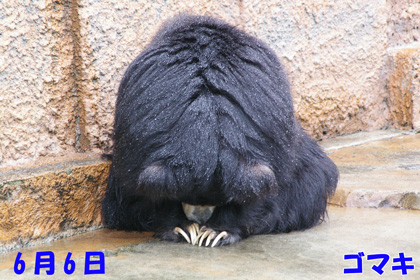 6月
