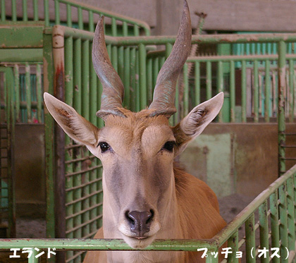 エランド