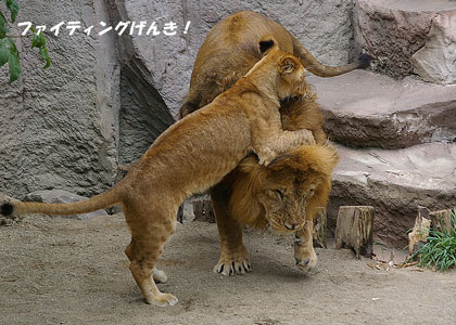 円山動物園 ライオン