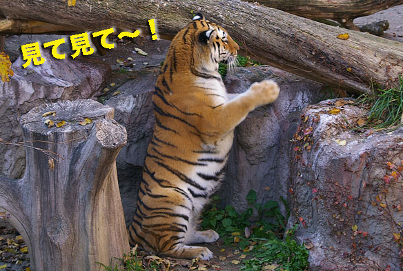 タッチ