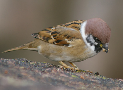 食べる