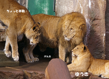 円山動物園 ライオン