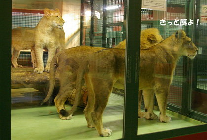 円山動物園 ライオン