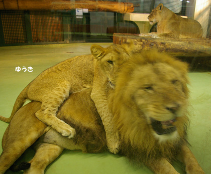 円山動物園ライオン