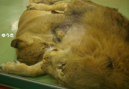 円山動物園　ライオン