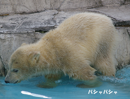 バシャ