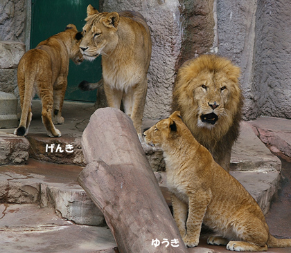 円山動物園 ライオン