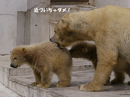 近づいちゃ