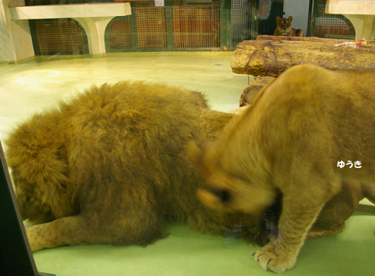 円山動物園 ライオン