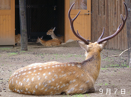 9月7日