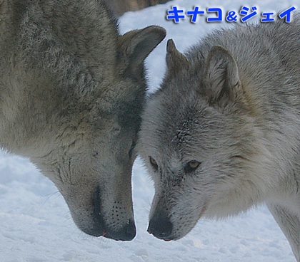 円山動物園　シンリンオオカミ