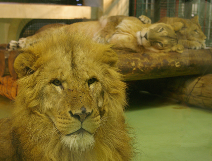 円山動物園　ライオン