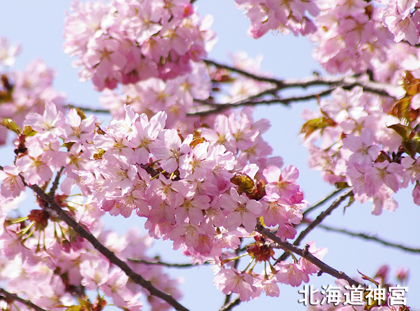 桜