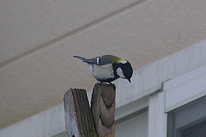 シジュウカラ