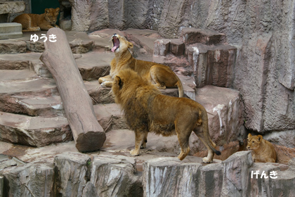 円山動物園 ライオン