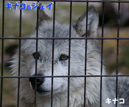 円山動物園 シンリンオオカミ