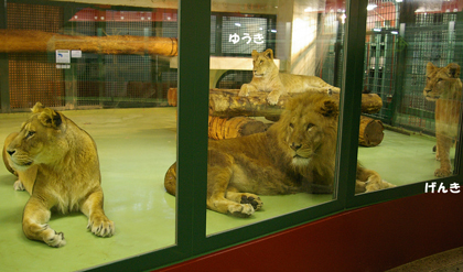 円山動物園　ライオン