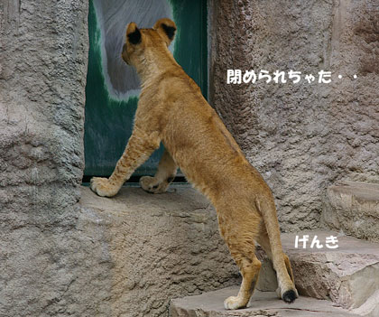 円山動物園 ライオン