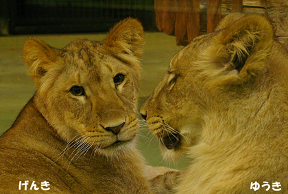 円山動物園　ライオン