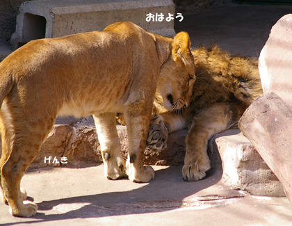 おはようげんき