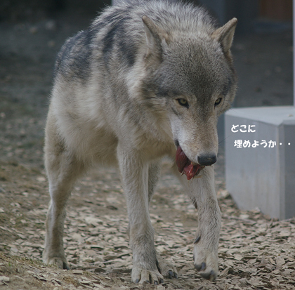 どこに