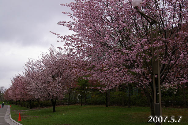 桜
