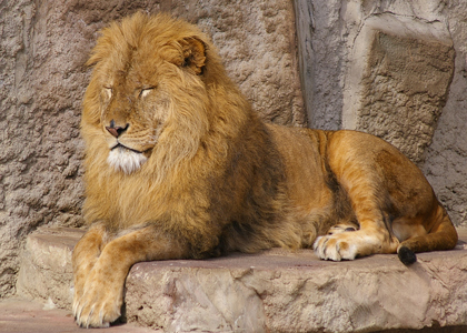 円山動物園　ライオン