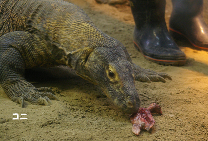 コニすぐ食べる