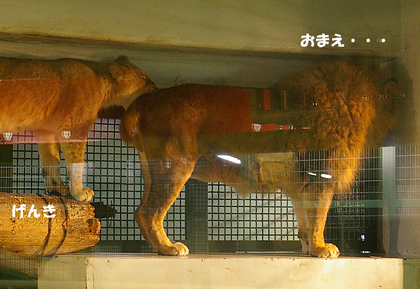 円山動物園　ライオン