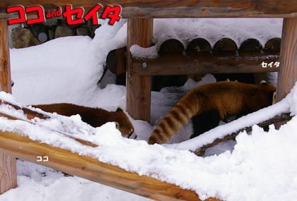 円山動物園　レッサーパンダ