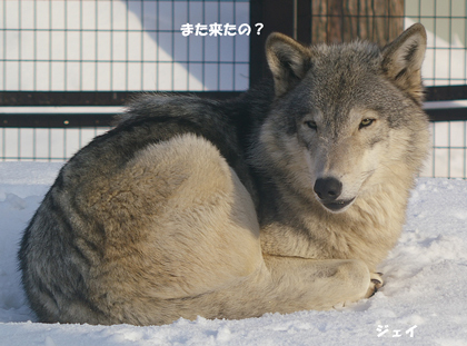 また来たの