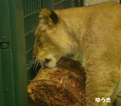 円山動物園　ライオン