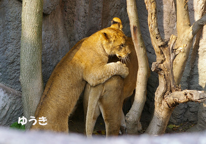 円山動物園 ライオン