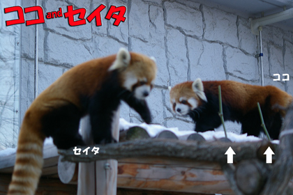 円山動物園 レッサーパンダ