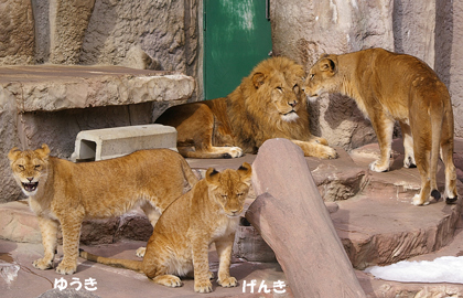 円山動物園　ライオン