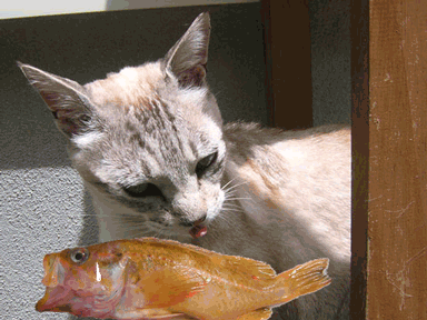 猫ににらまれた魚