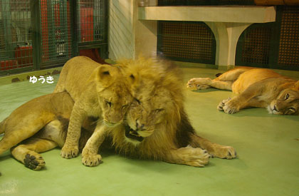 円山動物園 ライオン