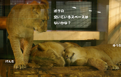 円山動物園　ライオン