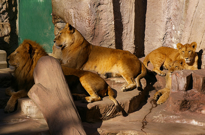 円山動物園 ライオン