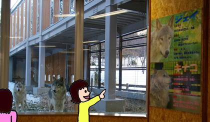 円山動物園-シンリンオオカミ