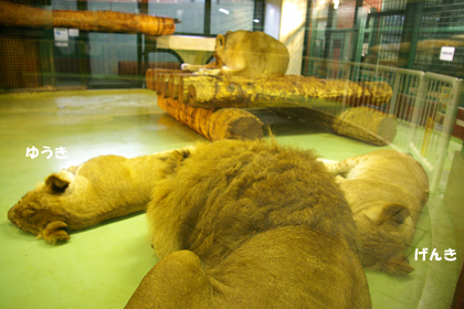 円山動物園　ライオン