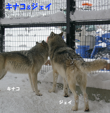 円山動物園　シンリンオオカミ