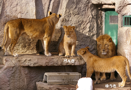 円山動物園 ライオン