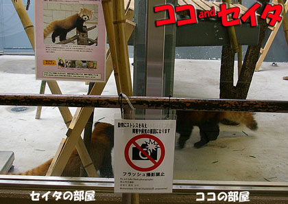 円山動物園　レッサーパンダ