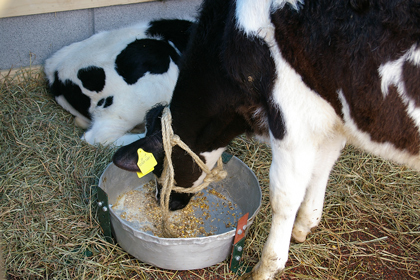 飼料