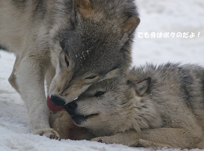 ぼくの