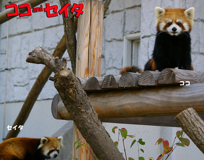 円山動物園 ココとセイタ