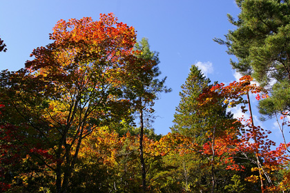 紅葉