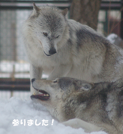 参りました